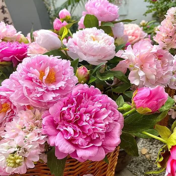 The Queen of Flowers.Peony Flower (Pack of 20)