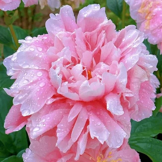 The Queen of Flowers.Peony Flower (Pack of 20)