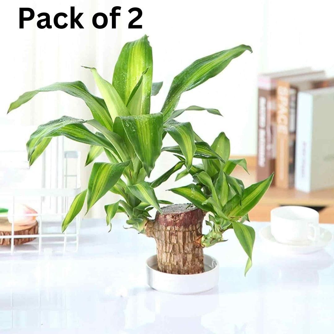 Brazilian Lucky Wood