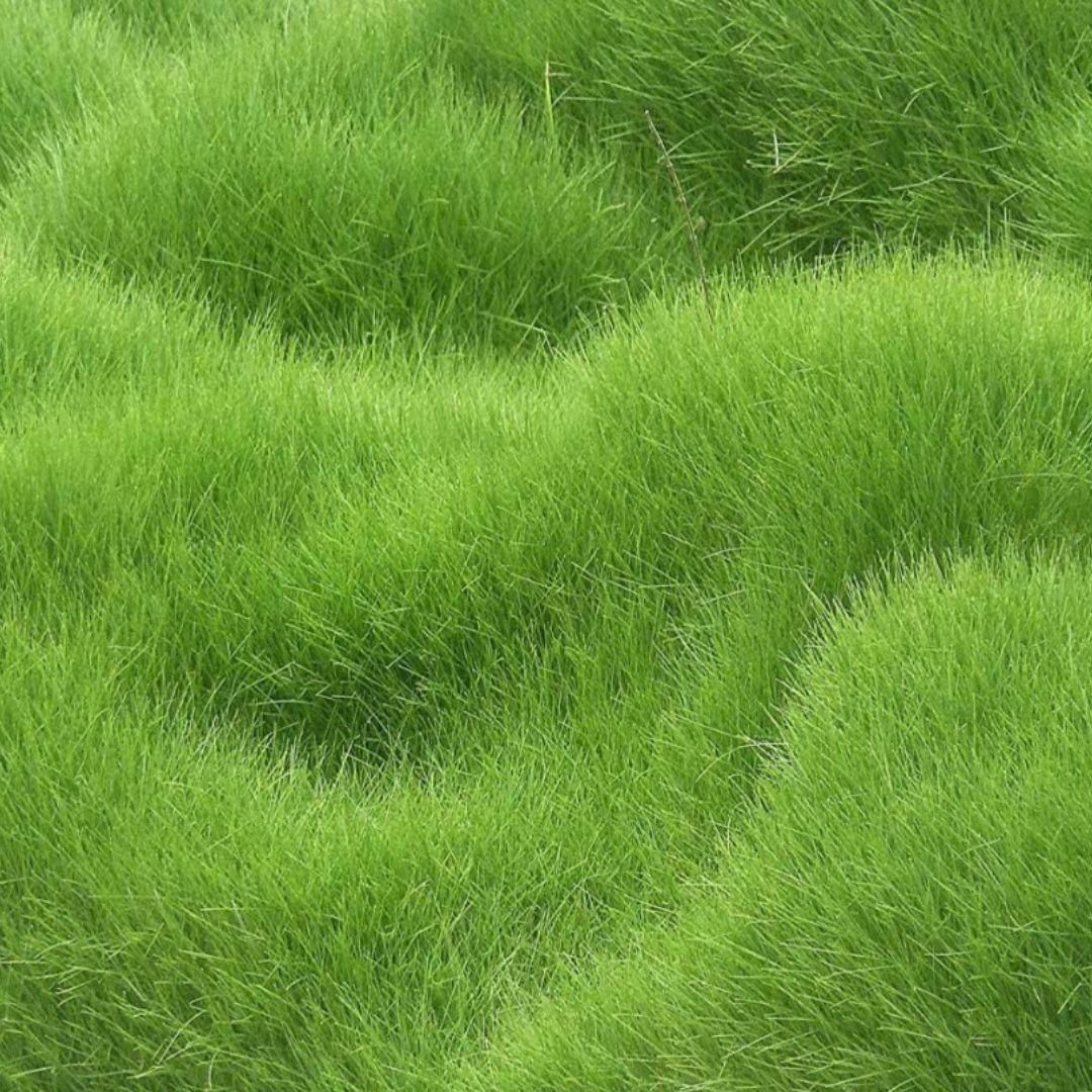 Hybrid Grass Seeds.Pack of 1 (100 seeds)
