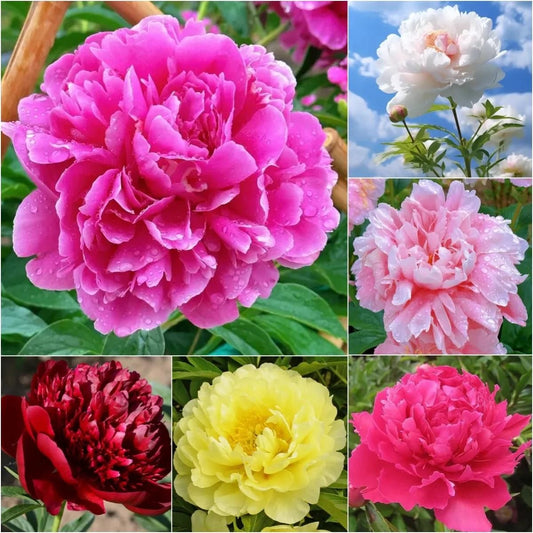 The Queen of Flowers.Peony Flower (Pack of 20)