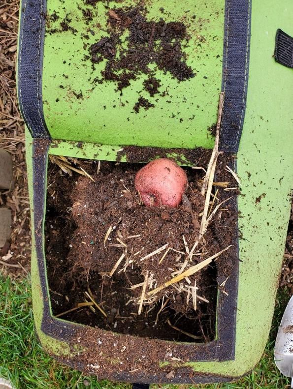 Grow Bag with Harvest Window for Root Vegetables