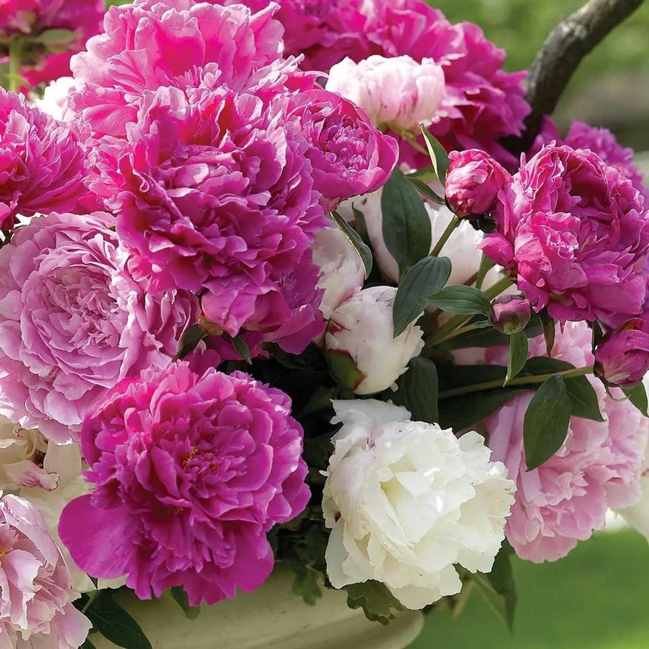 The Queen of Flowers.Peony Flower (Pack of 20)