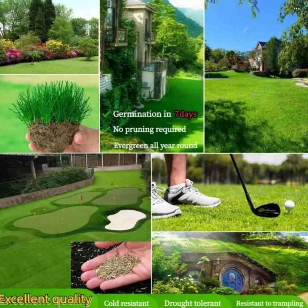 Hybrid Grass Seeds.Pack of 1 (100 seeds)