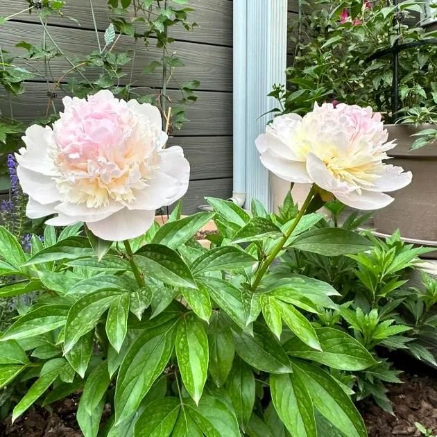 The Queen of Flowers.Peony Flower (Pack of 20)